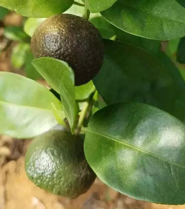 柑橘打锈壁虱最佳时间,柑橘锈壁虱怎么处理