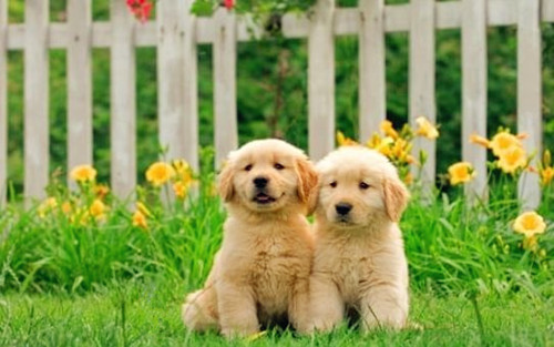 「养宠经验分享」小金毛到处滴尿，小金毛滴尿正常吗