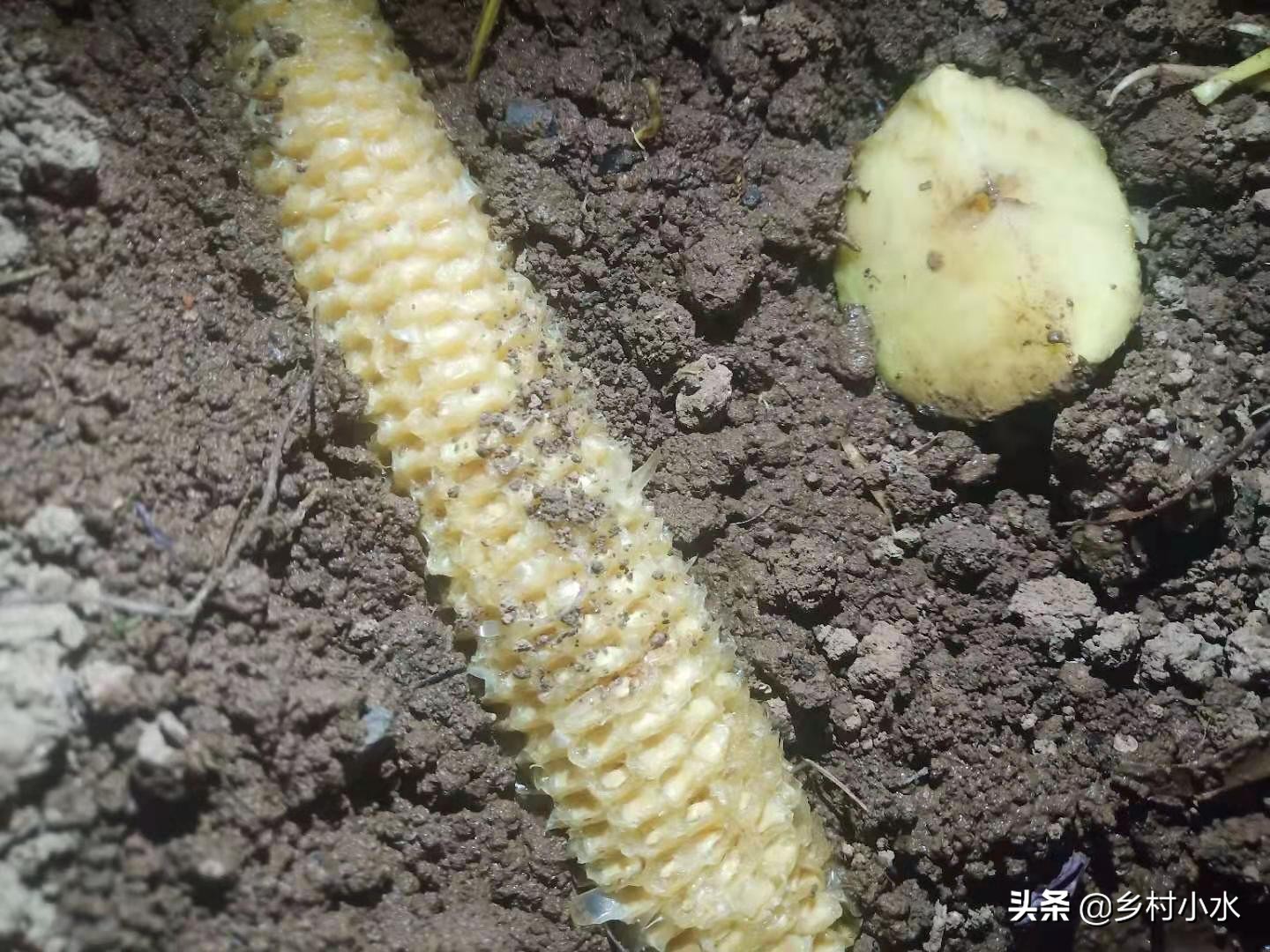 玉米芯种玉米教程,玉米地里种土豆科学方法