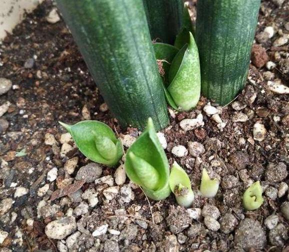 虎皮兰长出了小苗怎么养,虎皮兰幼根怎么培养新根