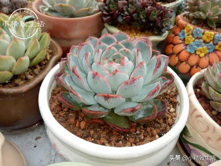 多肉植物掉叶是何原因,多肉植物最近有部分掉叶是何原因