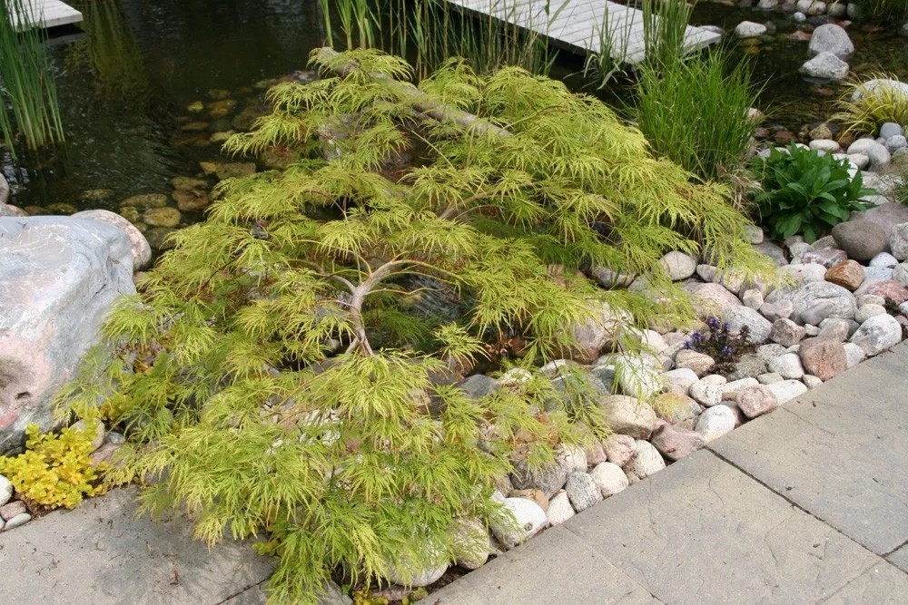 这5种植物的叶子到了秋天会变红色,适合种院子,有些能养成盆景