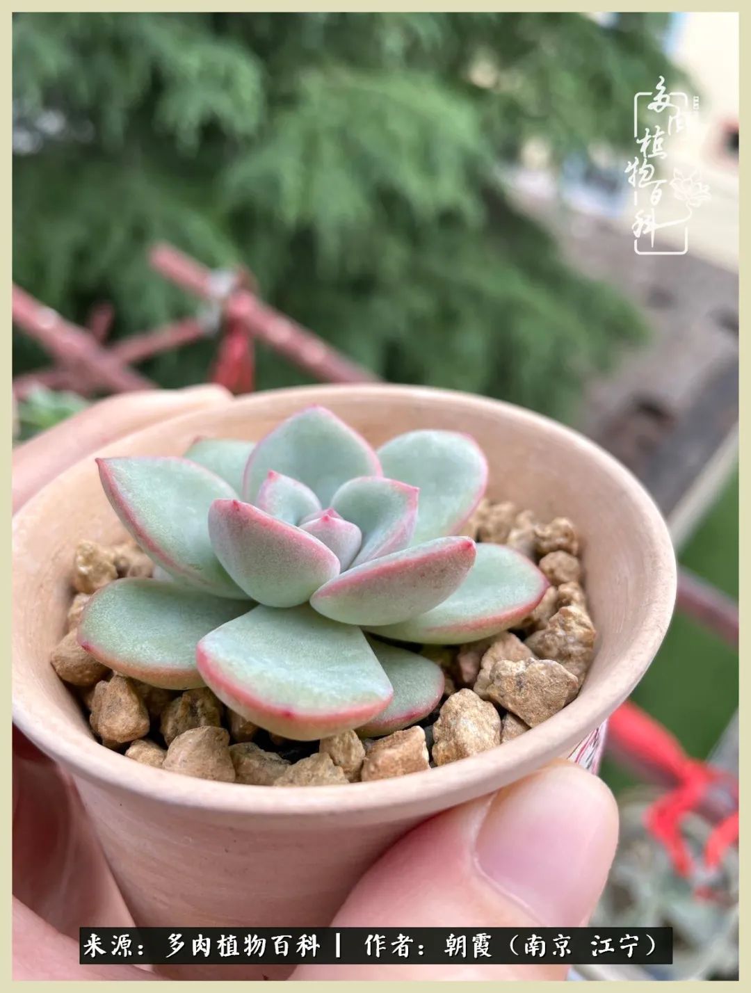 多肉最美的飘枝品种,多肉最美老桩