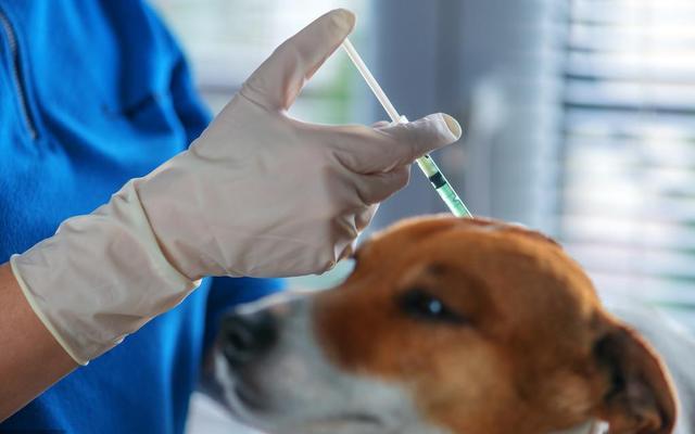 搜救犬打疫苗搞笑视频,搜救犬看医生视频