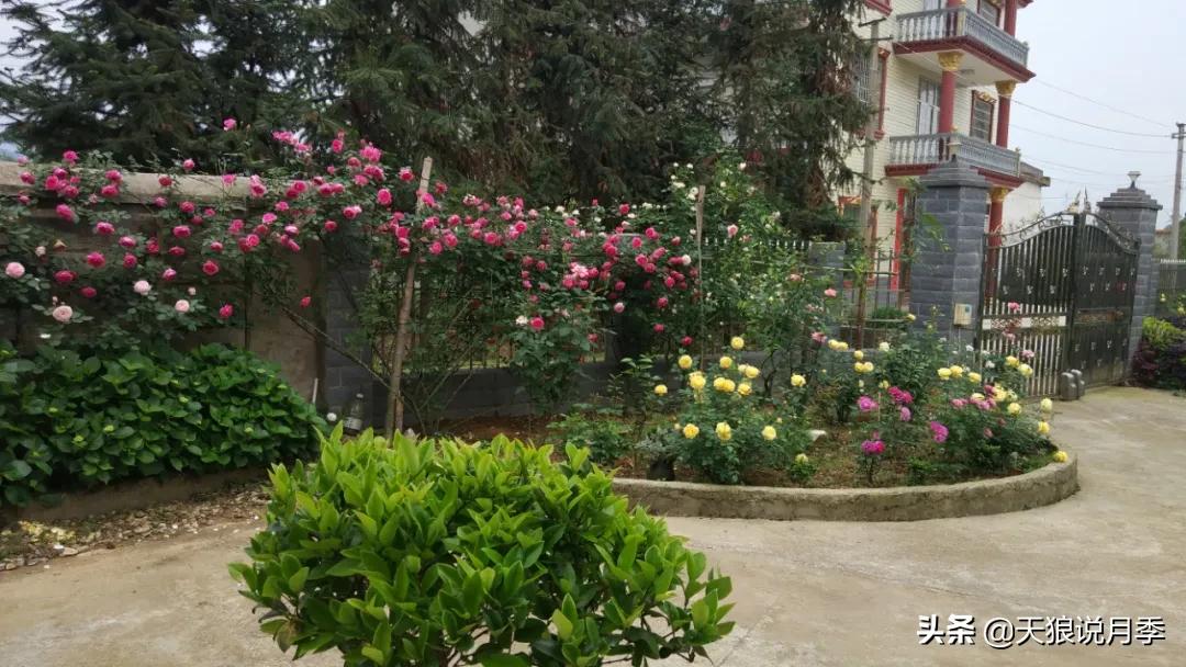 花友家的春花都开爆爆爆了，快来云赏花！（上）