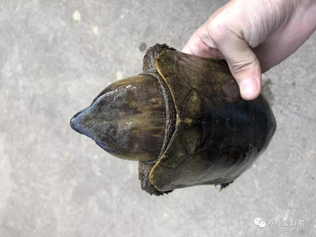 国龟鹰嘴新手入门教程,国龟鹰嘴视频大全