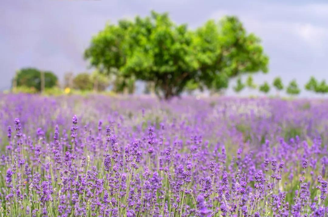 美哭了天津薰衣草花海盛放,美cry