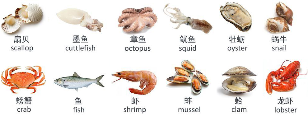 怎么区分章鱼八爪鱼鱿鱼墨鱼乌贼,章鱼鱿鱼墨鱼都是软体动物吗