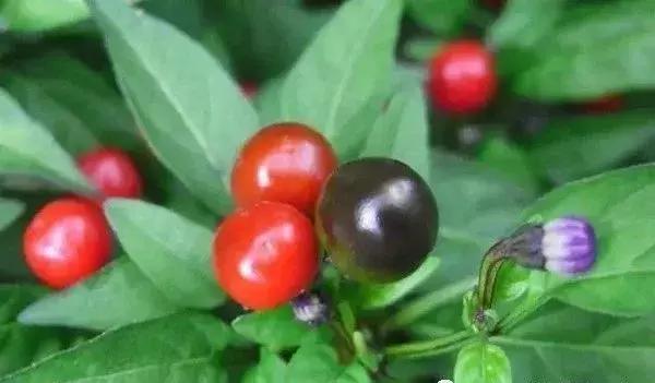 全世界辣椒排行榜前十,世界上十大辣椒排行榜