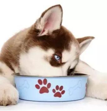 狗狗收藏,收藏宠物零食狗狗