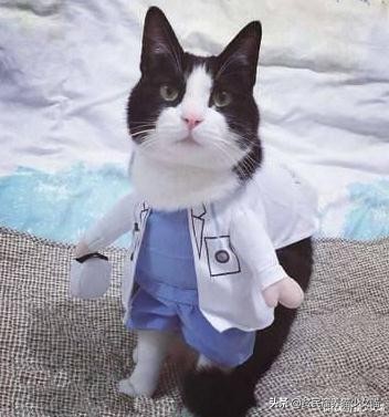 猫咪拉肚子医生给了益生菌,猫咪拉稀喂蒙脱石散需要禁食吗