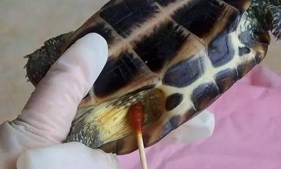 高锰酸钾给乌龟消毒浓度是多少,用高锰酸钾给小乌龟消毒要几分钟