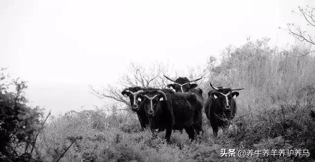 适合生产雪花牛肉的中国牛品种,夏洛莱和黑白花牛杂交是啥品种