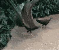 专本连读和专升本哪个含金量高,专升本3+2好上吗