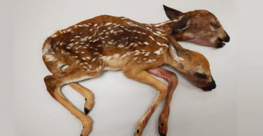 日本变异双头龟引发关注,日本现双头六腿龟