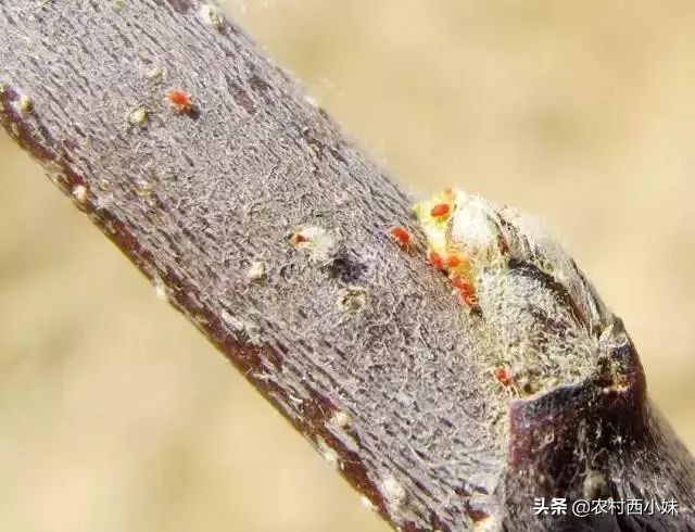 你掌握了哪些灭除害虫的小妙招呢,防治蔬菜地下害虫的无公害农药