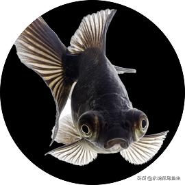为什么金鱼有各种各样的颜色,金鱼有一条花色的好吗