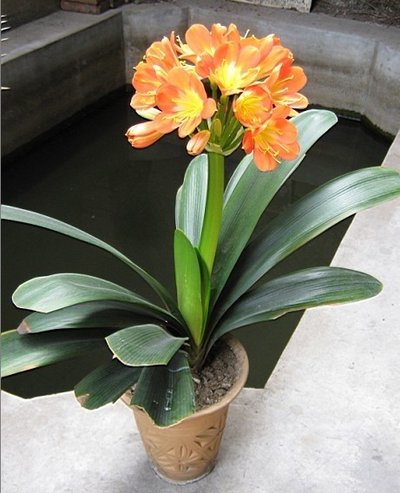 花中君子——君子兰，最详细的君子兰栽培技术，教你分分钟养好花