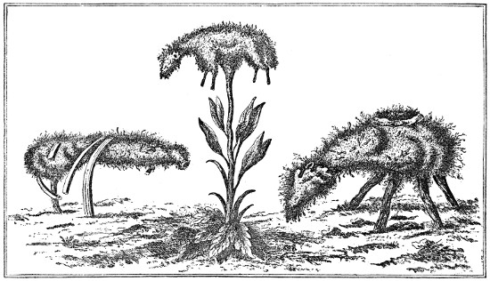 中世纪棉花,中世纪的欧洲棉花