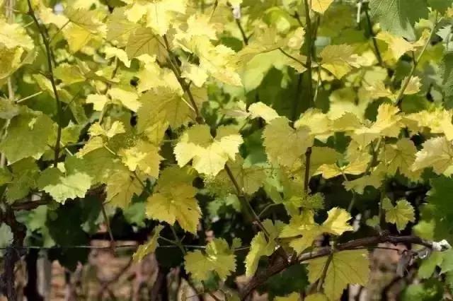 葡萄种植第一大虫害,葡萄种植六大坑个个要命