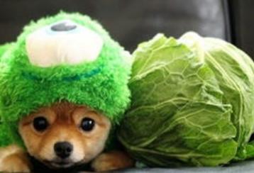 狗狗缺微量元素需要补维生素么,狗狗复合维生素和微量元素的区别