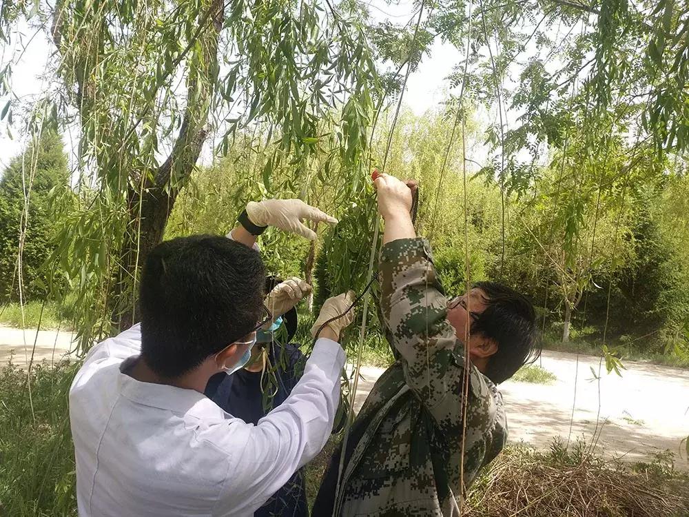 红颈天牛生活习性及防治方法,天牛的习性和天敌