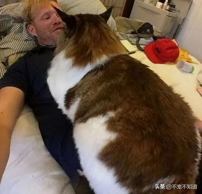 岛国妹子养的超萌小奶猫,几个月后变成巨兽了