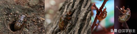 寻蝉记——“蝉”之人文意象与自然习性