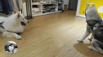 二哈跟萨摩被主人惩罚，结果它们俩还吵起来，太搞笑了