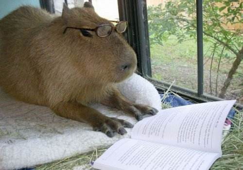 水豚为什么被称为动物中的交际花,水豚是动物界公认的老好人