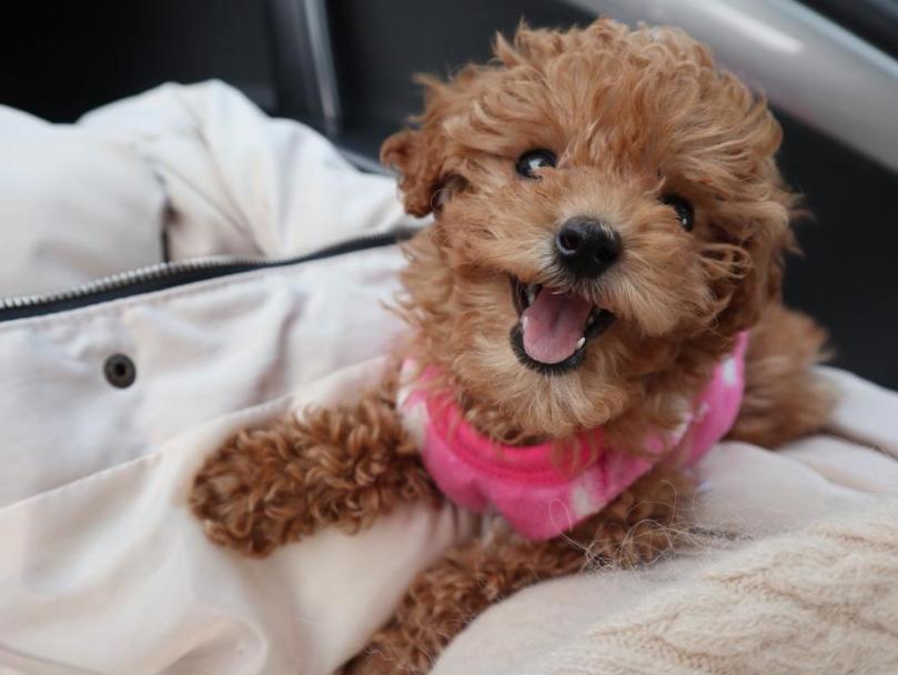 泰迪犬可以在卧室睡么,怎么让泰迪犬睡觉