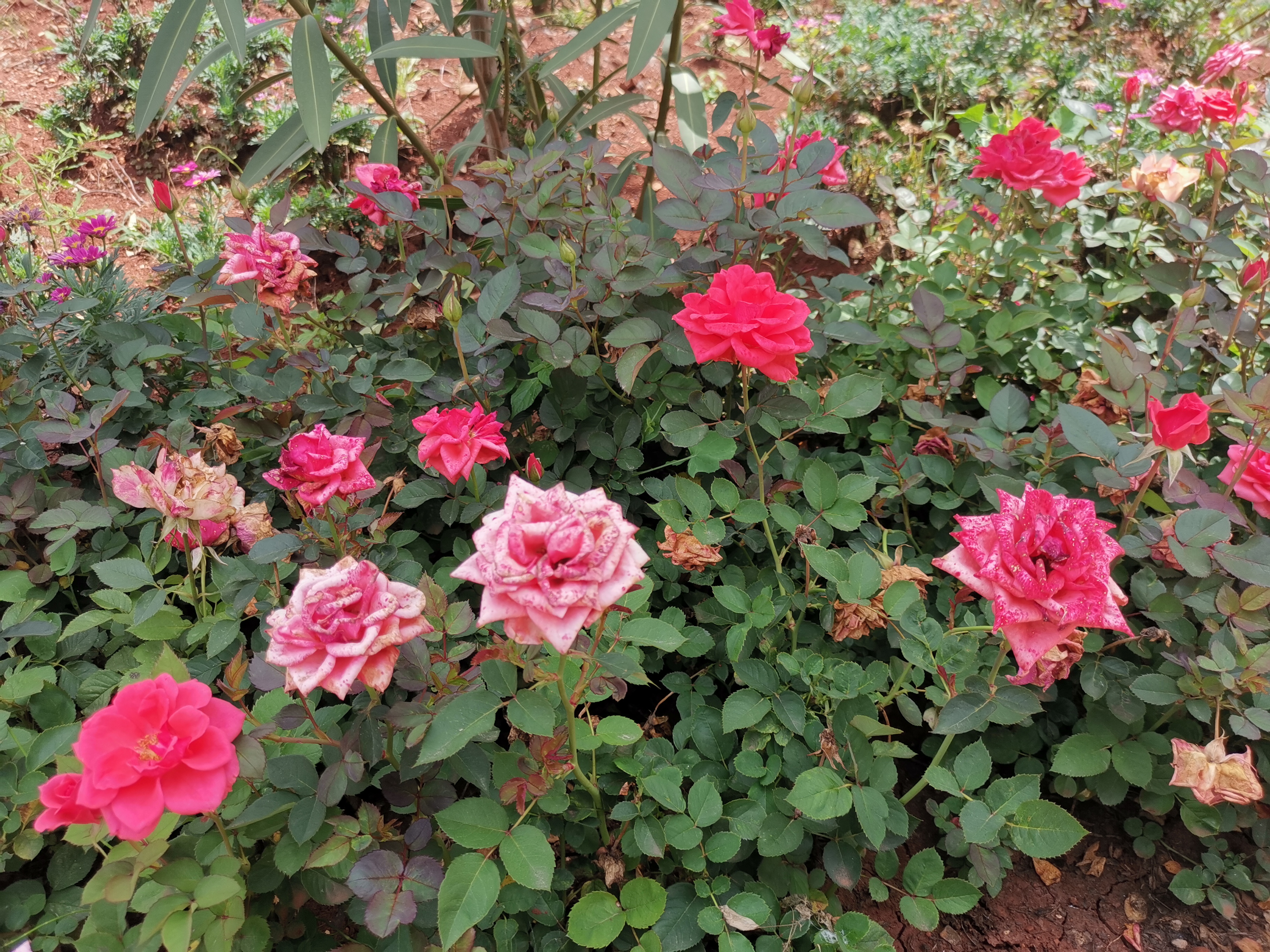 会泽县东陆高级中学校毕业典礼,会泽县东陆高级中学校初中学费