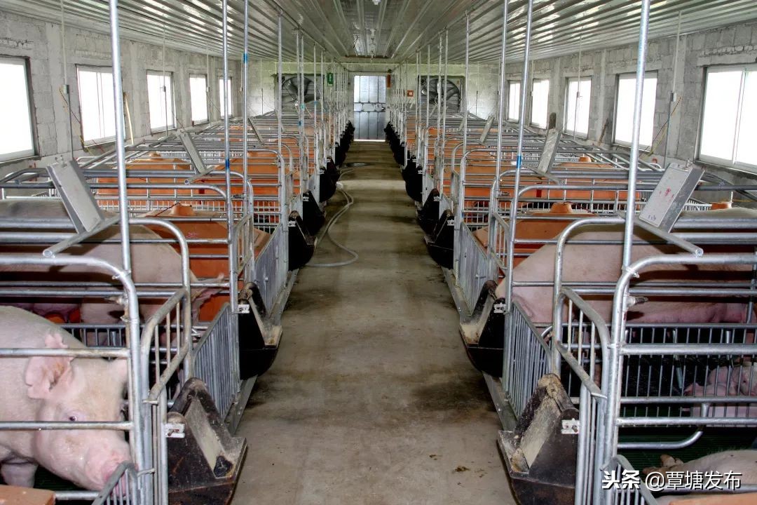 村子里的养殖场,我的家庭养殖场