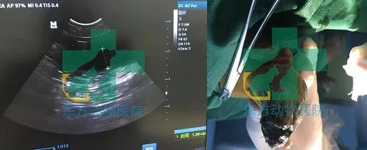 楂樼骇鍔ㄧ墿鍖荤敓,椤剁骇鍔ㄧ墿鍖荤敓