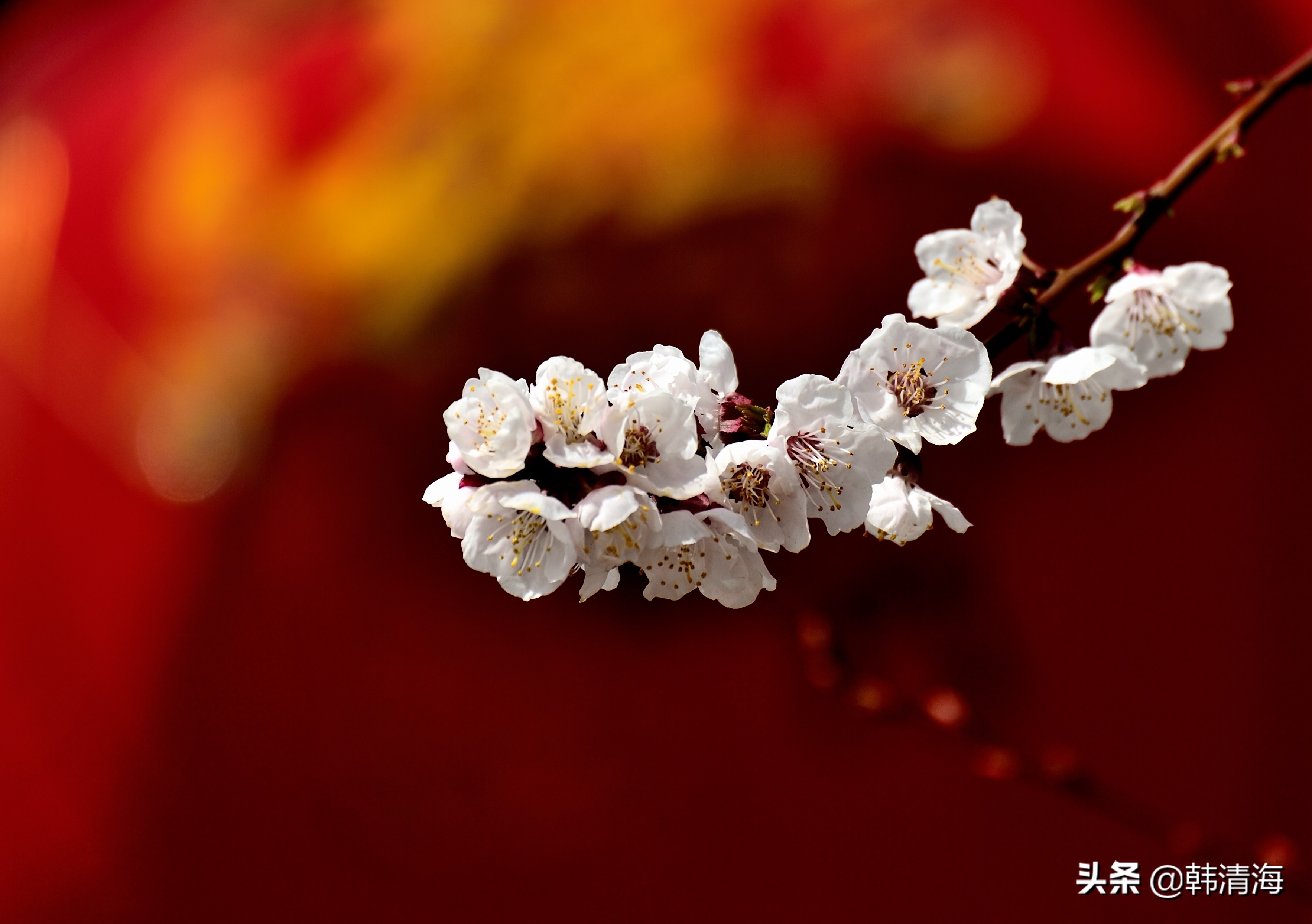 天津市南开区水畔花园新房,天津杏花什么时候开花