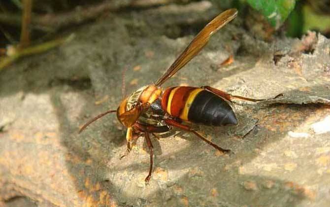 蜜蜂蜇蜜蜂会怎样,蜜蜂会蜇蜜蜂吗