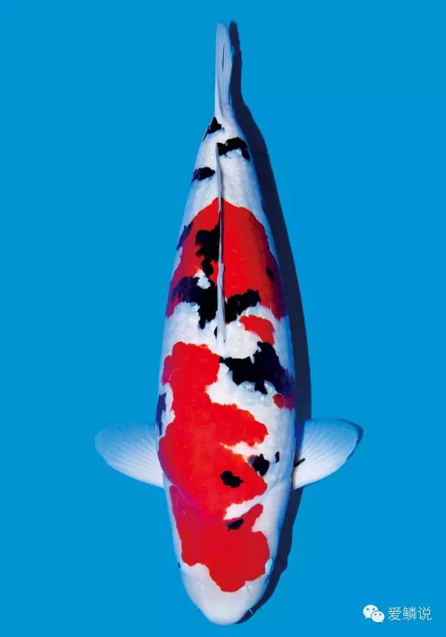 锦鲤体表有血丝是细菌性感染吗,锦鲤鱼鳍充血有血丝怎么治疗