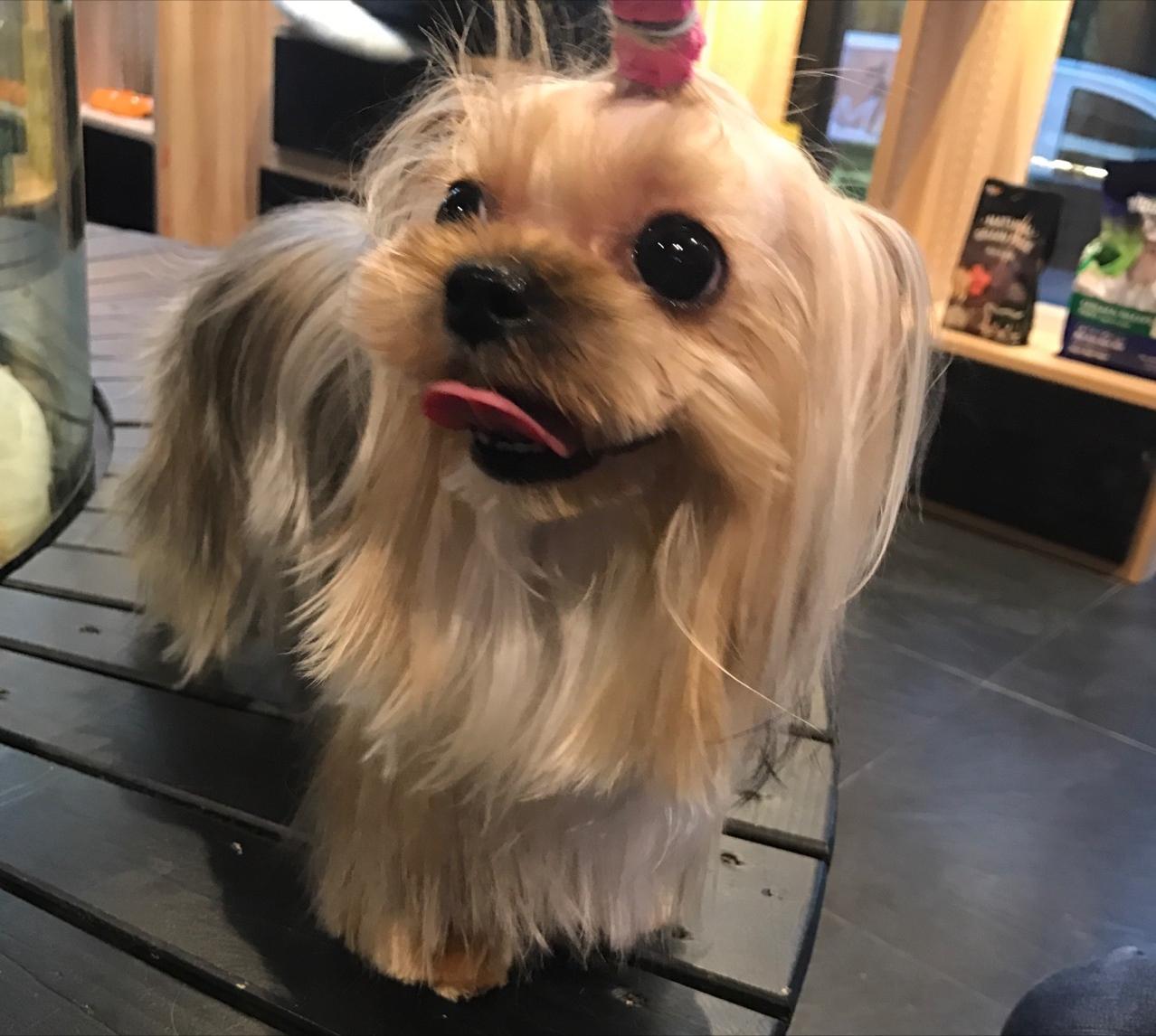 女生适合养什么狗约克夏,十种最好养的小型犬约克夏