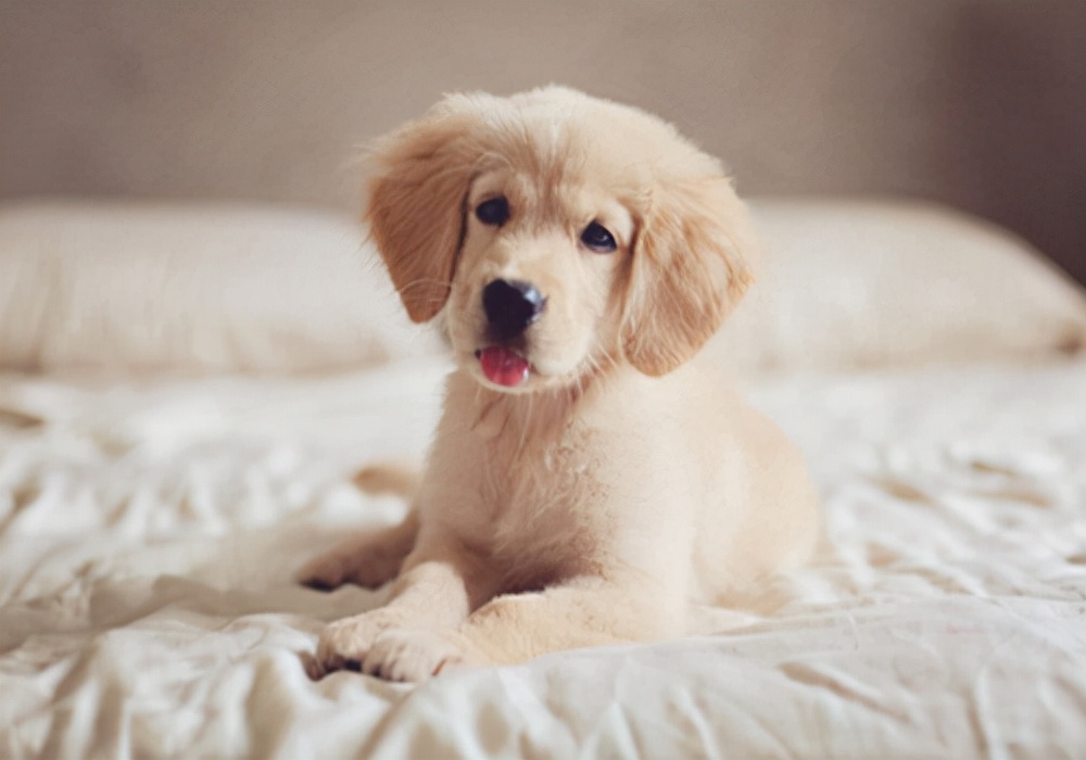 幼犬频繁尿尿每次尿一点是有炎症,健康养狗的正确方法