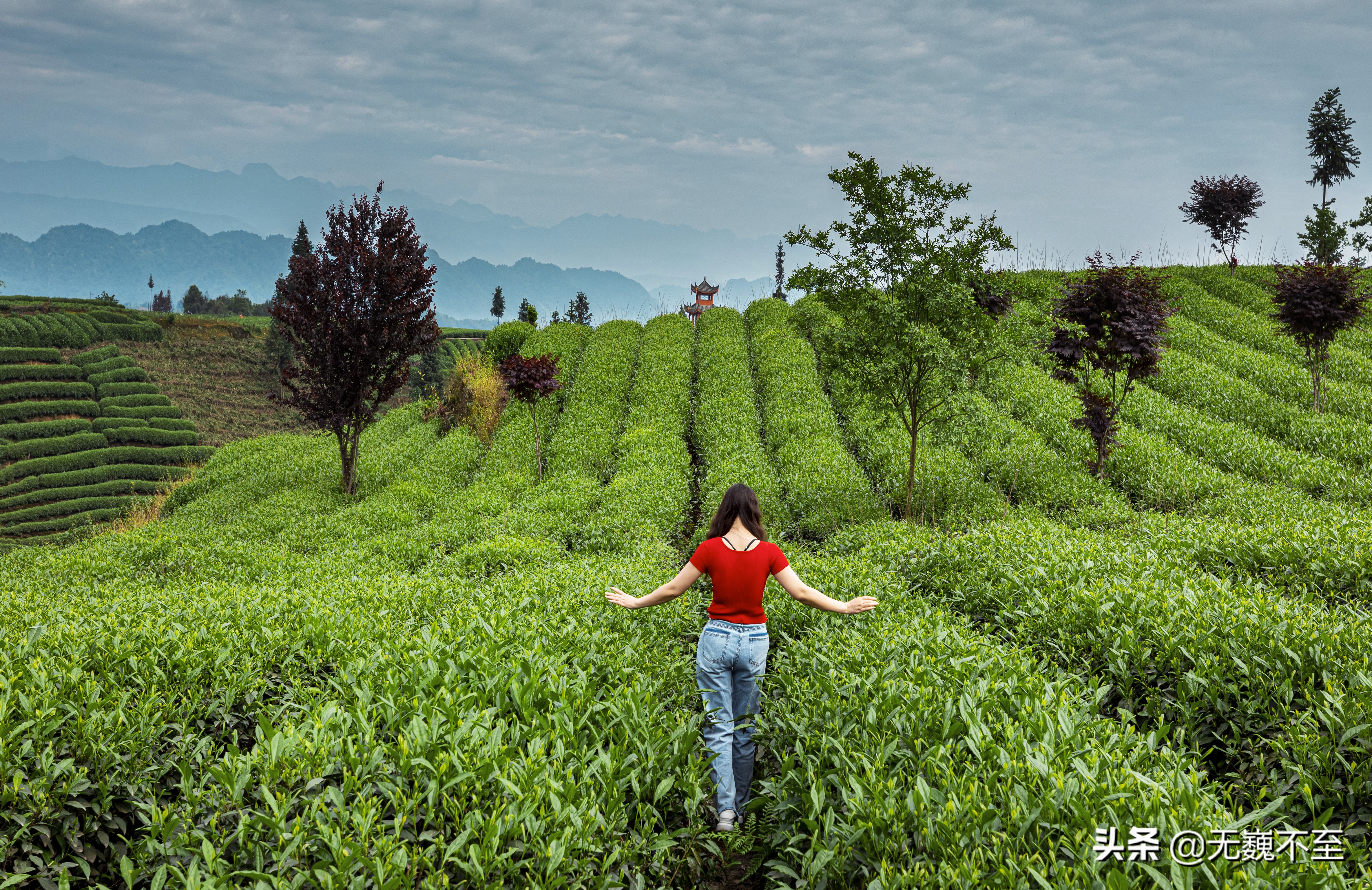 四川雅安牛碾坪万亩观光茶园绿道,雅安旅游景点十大排行榜牛背山