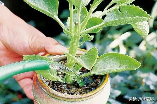 人不在家花草怎么浇水最好,人不在家花浇水小技巧
