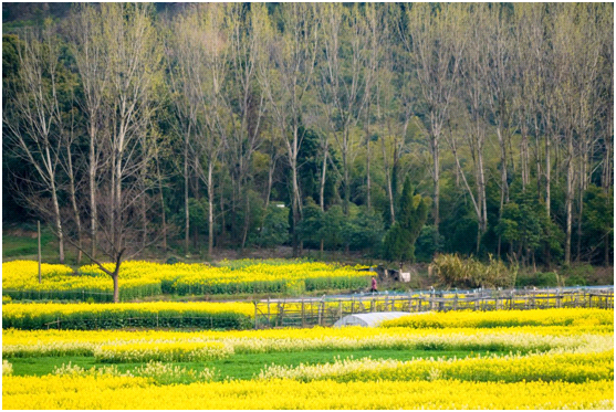 视觉江苏之五:江苏江阴——春风十里,醉美狮山湖!