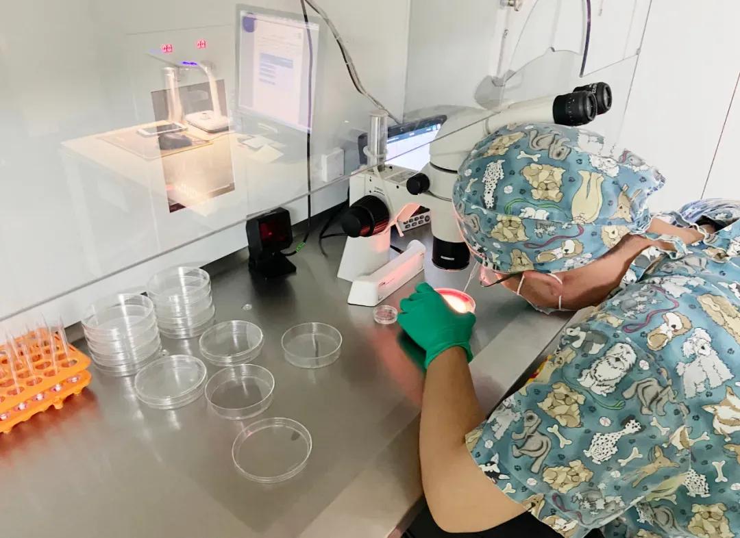 实验室探险记之胚胎小宝诞生记