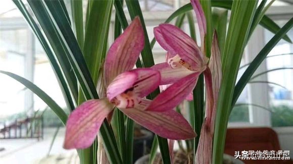 贵州兰花品种11(估价2000万的兰花)