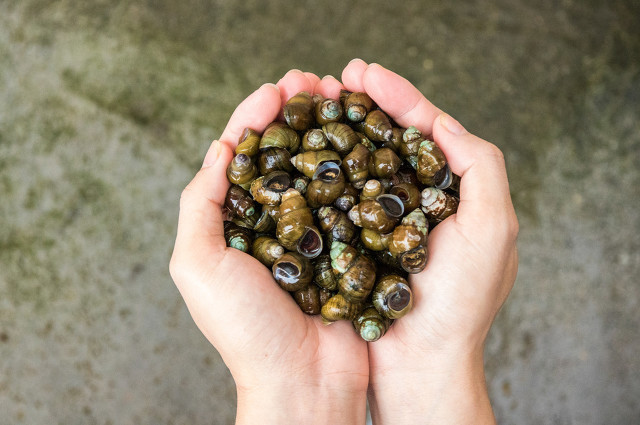 怎么分辨脆螺跟田螺,田螺和不能吃的螺的区别