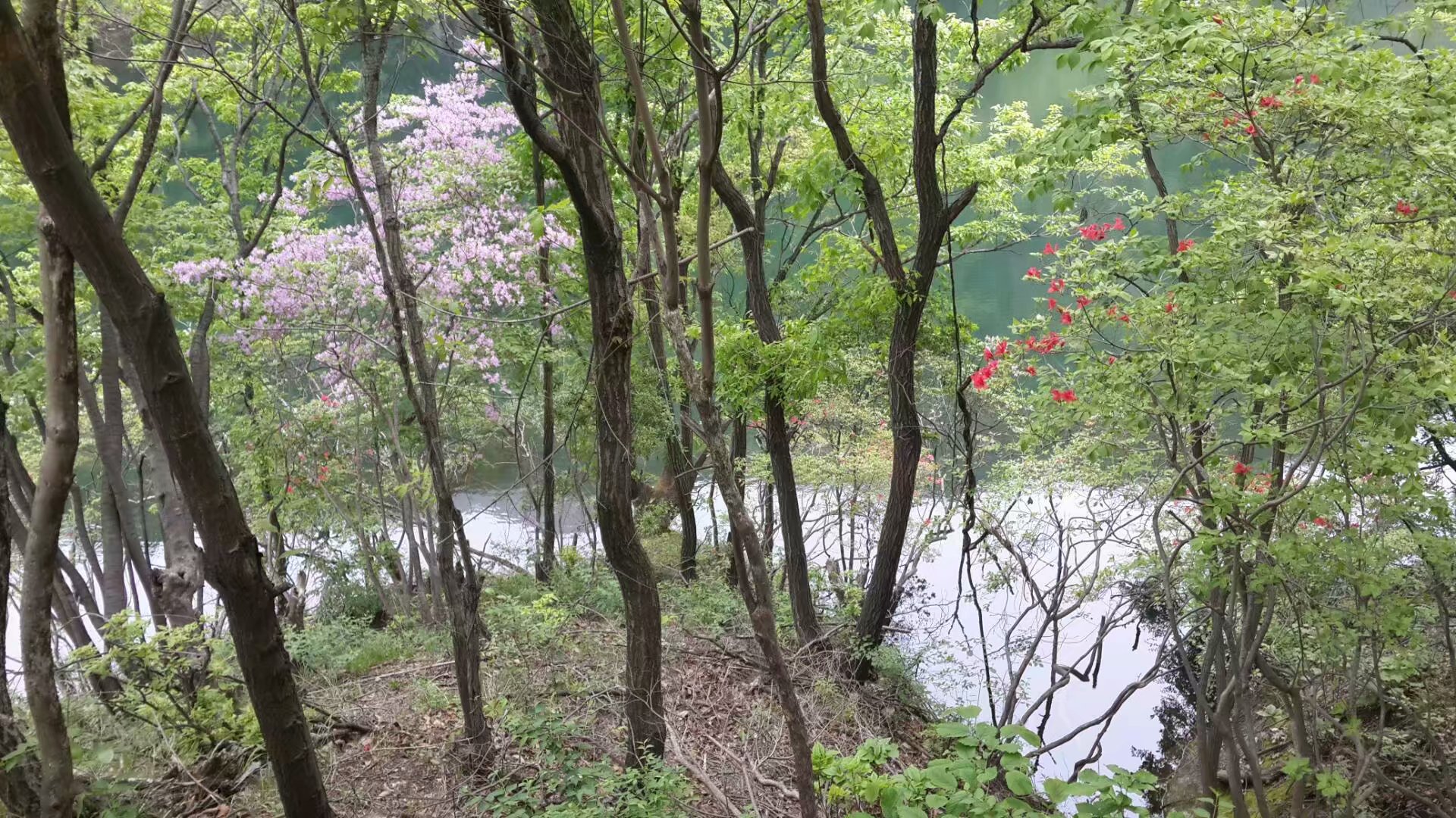 栾川养子沟破产后收门票吗,旅游景点推荐洛阳栾川养子沟