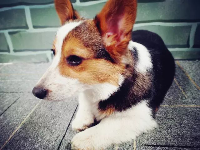 柯基生病了吃什么可以好,柯基幼犬生病了怎么办