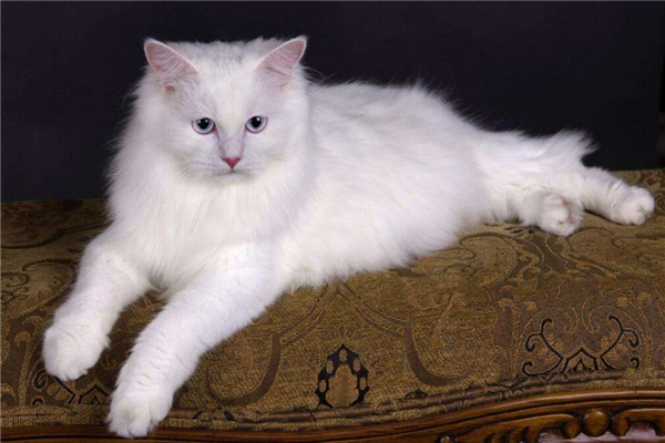 安哥拉吃什么食物,安哥拉猫爱吃什么