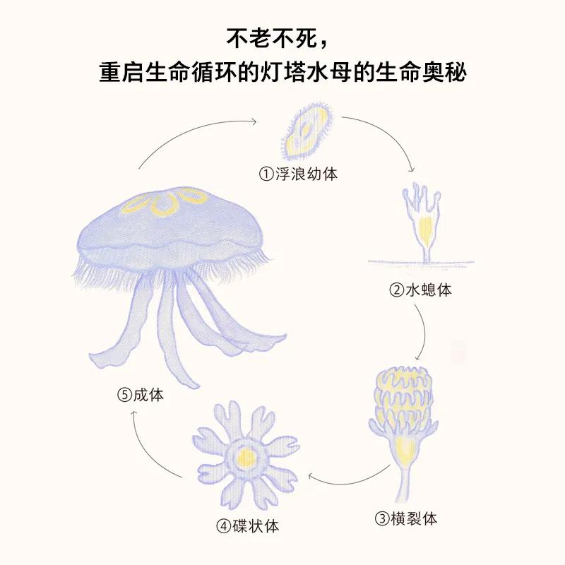 日本动物感人书籍,动物生死书