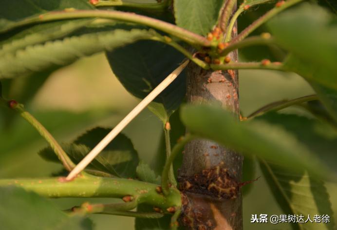 果树整形修剪技术,苹果树整形修剪基础知识